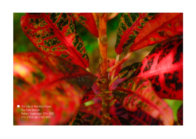 The Life of Myrmica Rubra