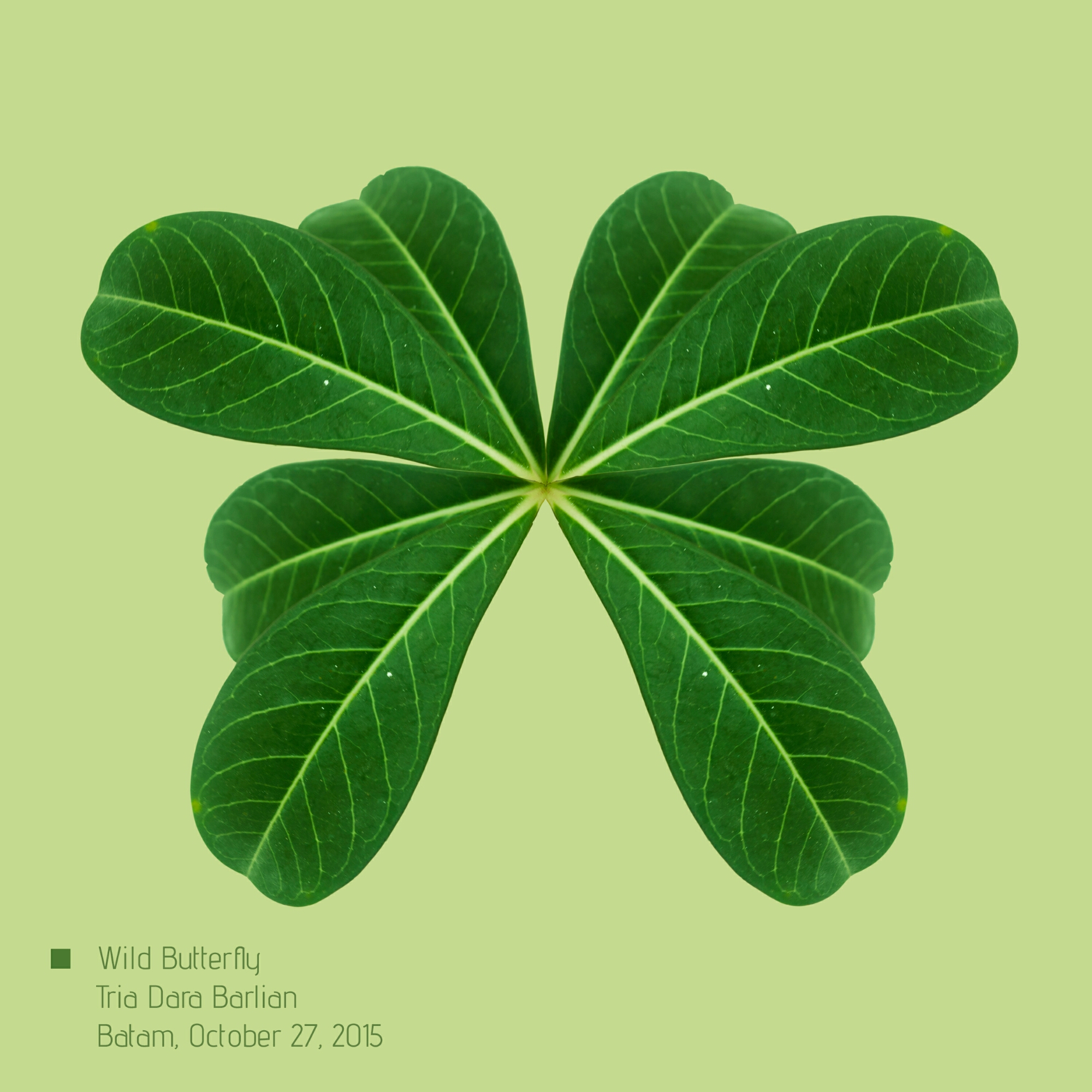 Butterfly made from leave-3.jpg image