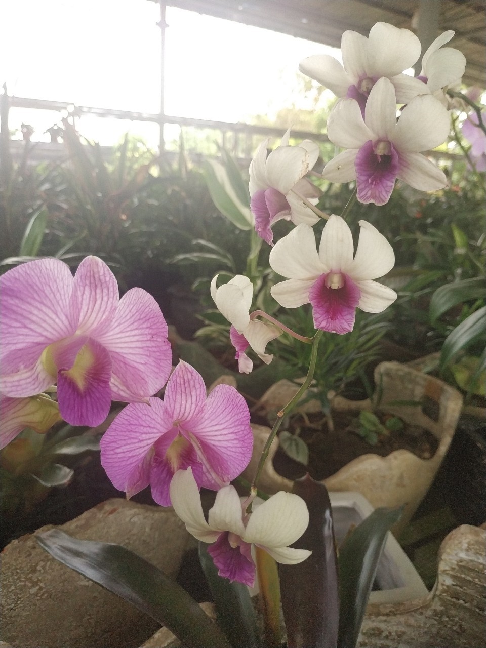 Vitka Gardenia (Gallery)